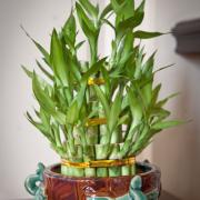 ecc_2013-01-20_02