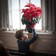 2016-11-27_12-poinsettia-in-window