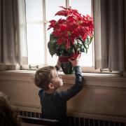 ecc_2016-11-27_hanging-greens__12