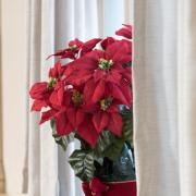 Advent and Christmas 2017