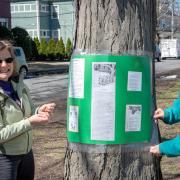 ecc_2019-04-06_Poet-tree_1