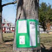 ecc_2019-04-06_Poet-tree_3