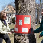 ecc_2019-04-06_Poet-tree_5